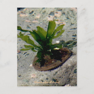 Carte Postale Limpet avec Kelp, île de l'Unalaska