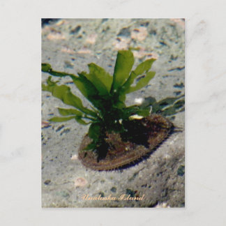 Carte Postale Limpet avec Kelp, île de l'Unalaska