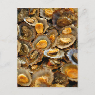 Carte Postale Limpets des Açores "lapas"