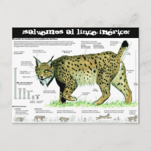 Carte Postale lince-iberico, ¡Salvemos al lince ibérico !