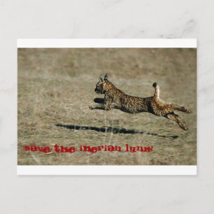 Carte Postale LINCE IBÉRICO, Sauvez le Lynx ibérique !