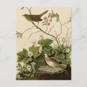 Carte Postale Lincoln Finch