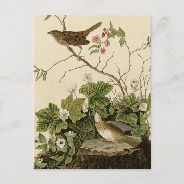 Carte Postale Lincoln Finch (Devant)