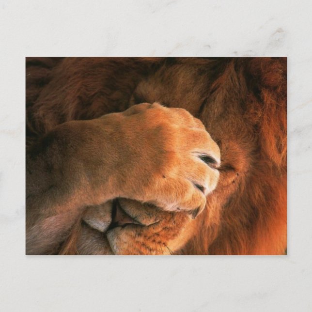 Carte Postale Lion (Devant)