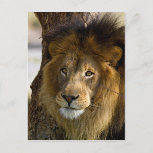 Carte Postale Lion