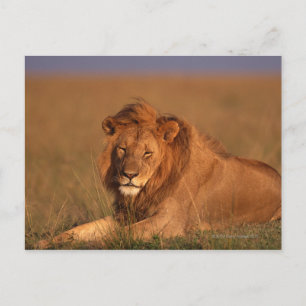 Carte Postale Lion