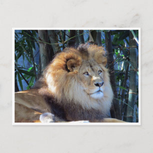 Carte Postale lion