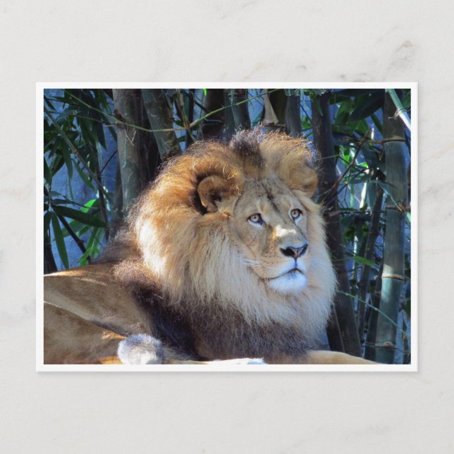 Carte Postale lion (Devant)