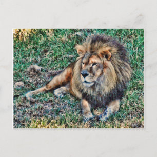 Carte Postale Lion