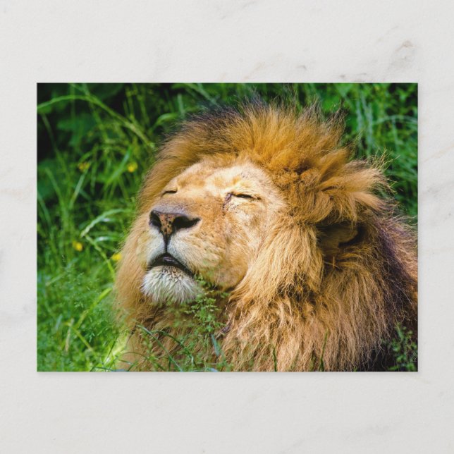Carte Postale Lion (Devant)