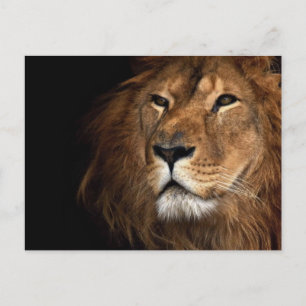 Carte Postale lion