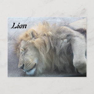 Carte Postale Lion