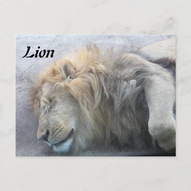 Carte Postale Lion (Devant)