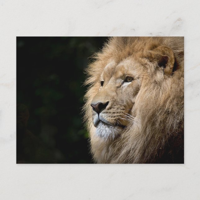 Carte Postale Lion (Devant)
