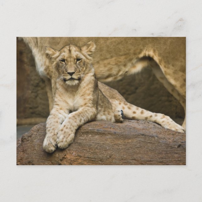 Carte Postale Lion (Devant)