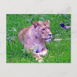 Carte Postale lion