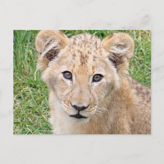 Carte Postale Lion (Devant)