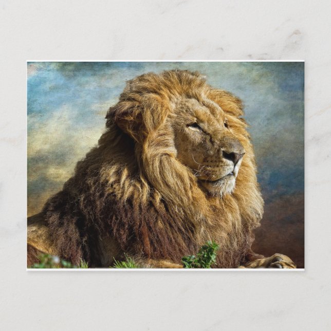 Carte Postale Lion (Devant)