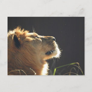 Carte Postale Lion