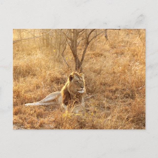 Carte Postale Lion (Devant)