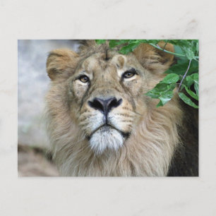 Carte Postale Lion 002