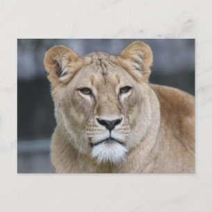 Carte Postale Lion 004