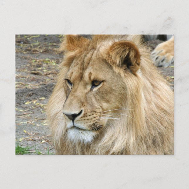 Carte Postale Lion 011 (Devant)