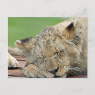 Carte Postale Lion 014