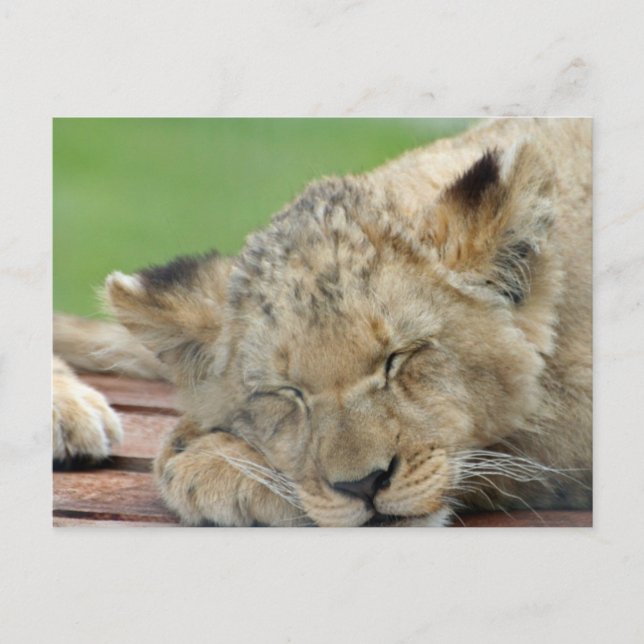 Carte Postale Lion 014 (Devant)