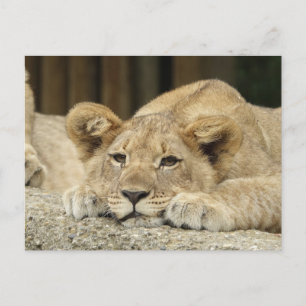 Carte Postale Lion 040