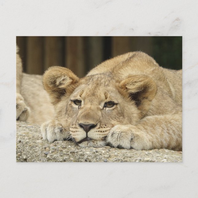 Carte Postale Lion 040 (Devant)