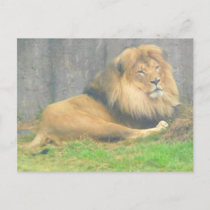 Carte postale Lion #1
