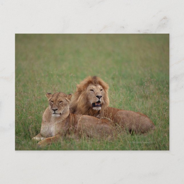 Carte Postale Lion 2 (Devant)