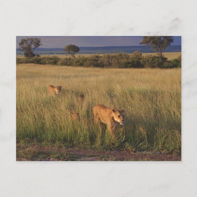 Carte Postale Lion 2 (Devant)