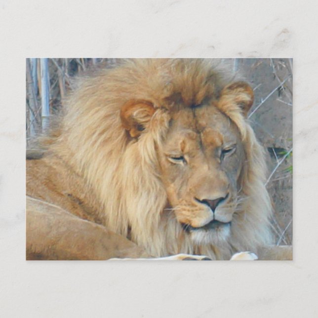 Carte postale Lion #2 (Devant)