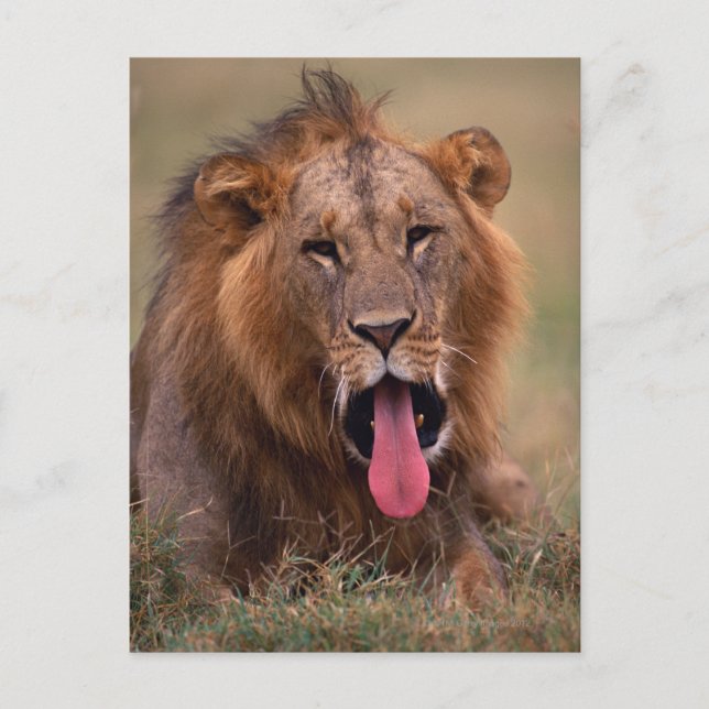 Carte Postale Lion 2 (Devant)