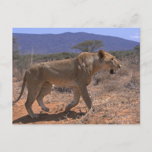 Carte Postale Lion 3 (Devant)