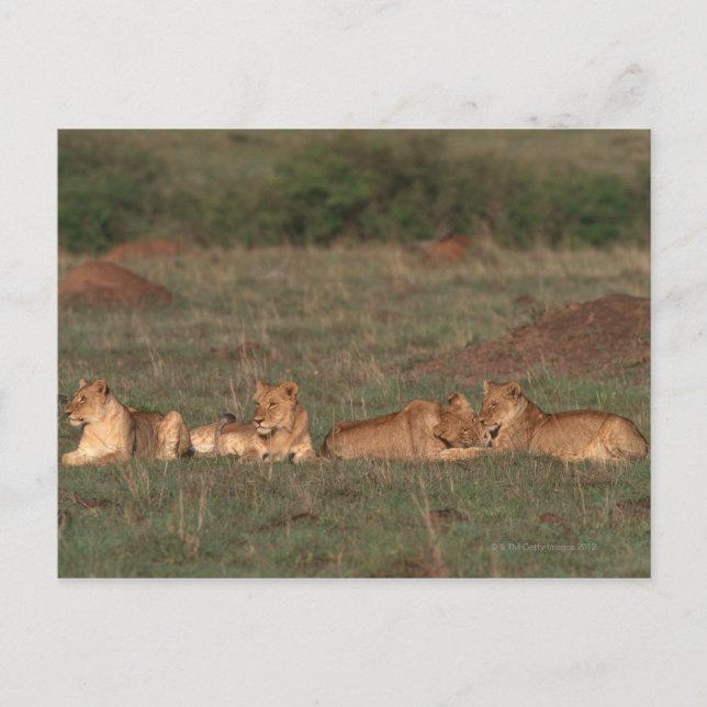 Carte Postale Lion 4 (Devant)