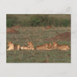 Carte Postale Lion 4