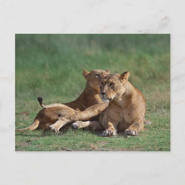 Carte Postale Lion 5 (Devant)