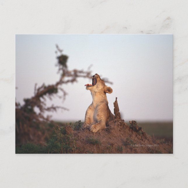 Carte Postale Lion 7 (Devant)