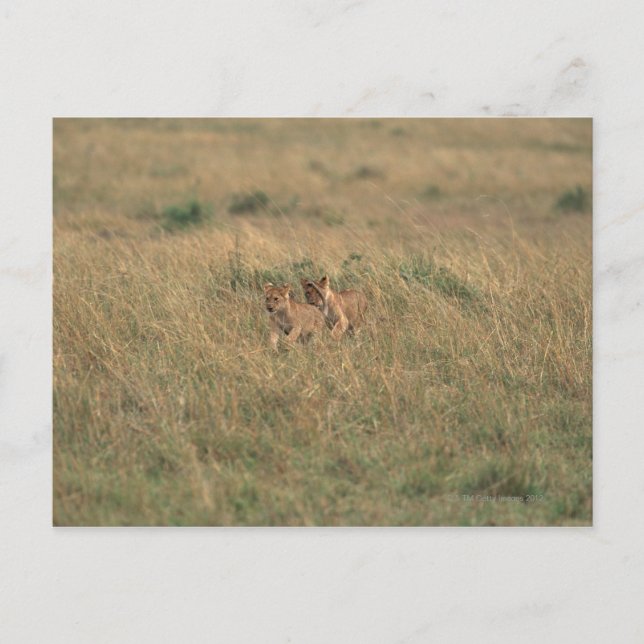 Carte Postale Lion 9 (Devant)