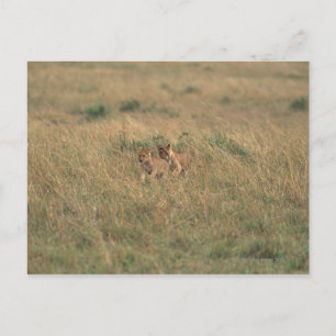Carte Postale Lion 9