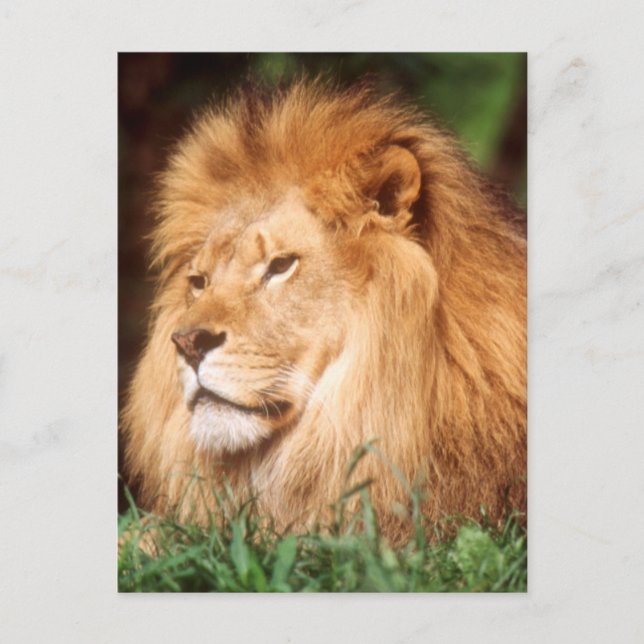 Carte Postale Lion adulte mâle (Devant)