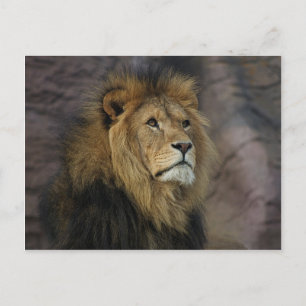 Carte Postale Lion africain