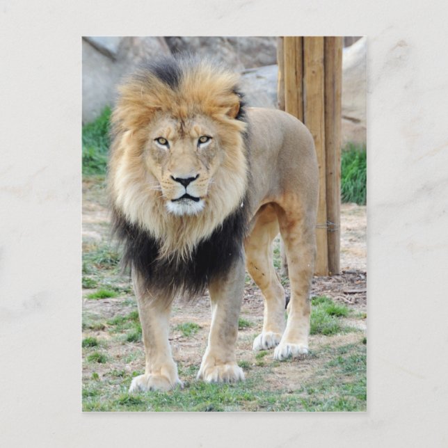 Carte Postale Lion africain (Devant)