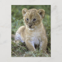 lion africaine, Panthera leo), Tanzanie,