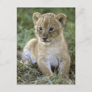 Carte Postale lion africaine, Panthera leo), Tanzanie,