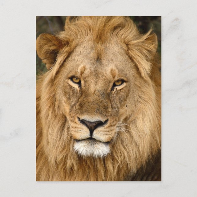 Carte Postale Lion avec grand manne (Devant)