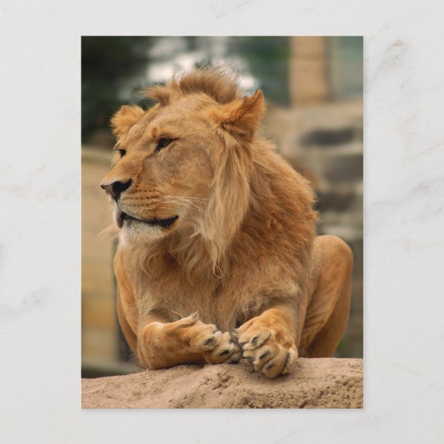 Carte Postale Lion avec une coupe de cheveux punk (Devant)